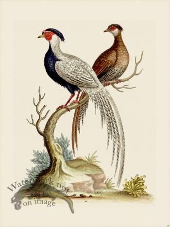 Edwards 066 China Pheasant